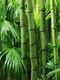 Bamboo Verbana