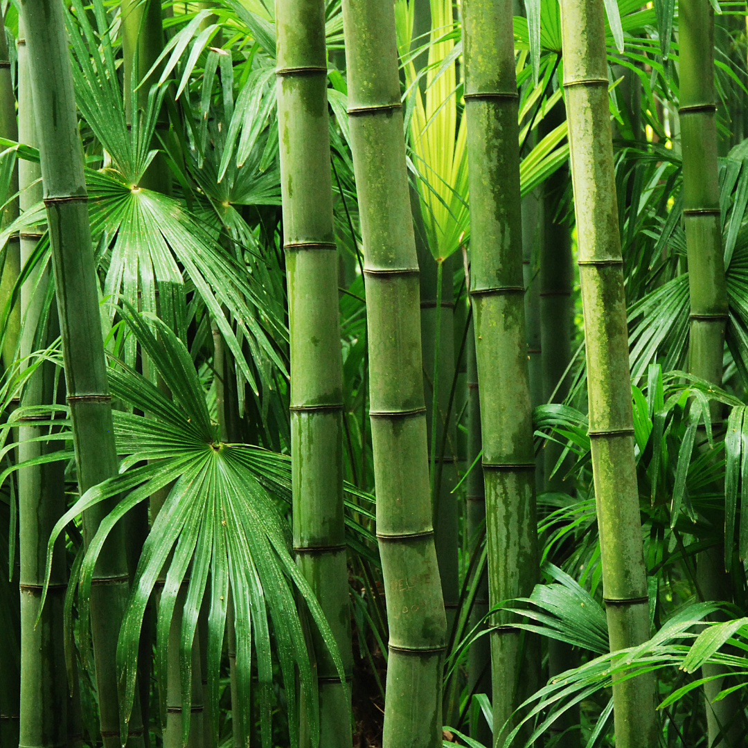 Bamboo Verbana