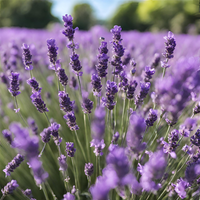 Calming Lavender