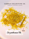 Chrysanthemum Fillo