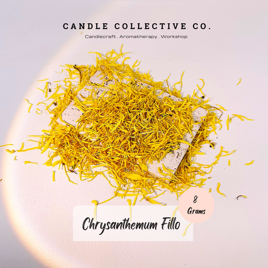 Chrysanthemum Fillo