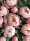 Peony & Blush Suede