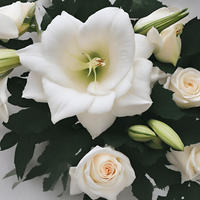 Sheer Lily &  White Rose