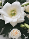 Sheer Lily &  White Rose