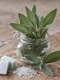 Wood Sage & Sea Salt
